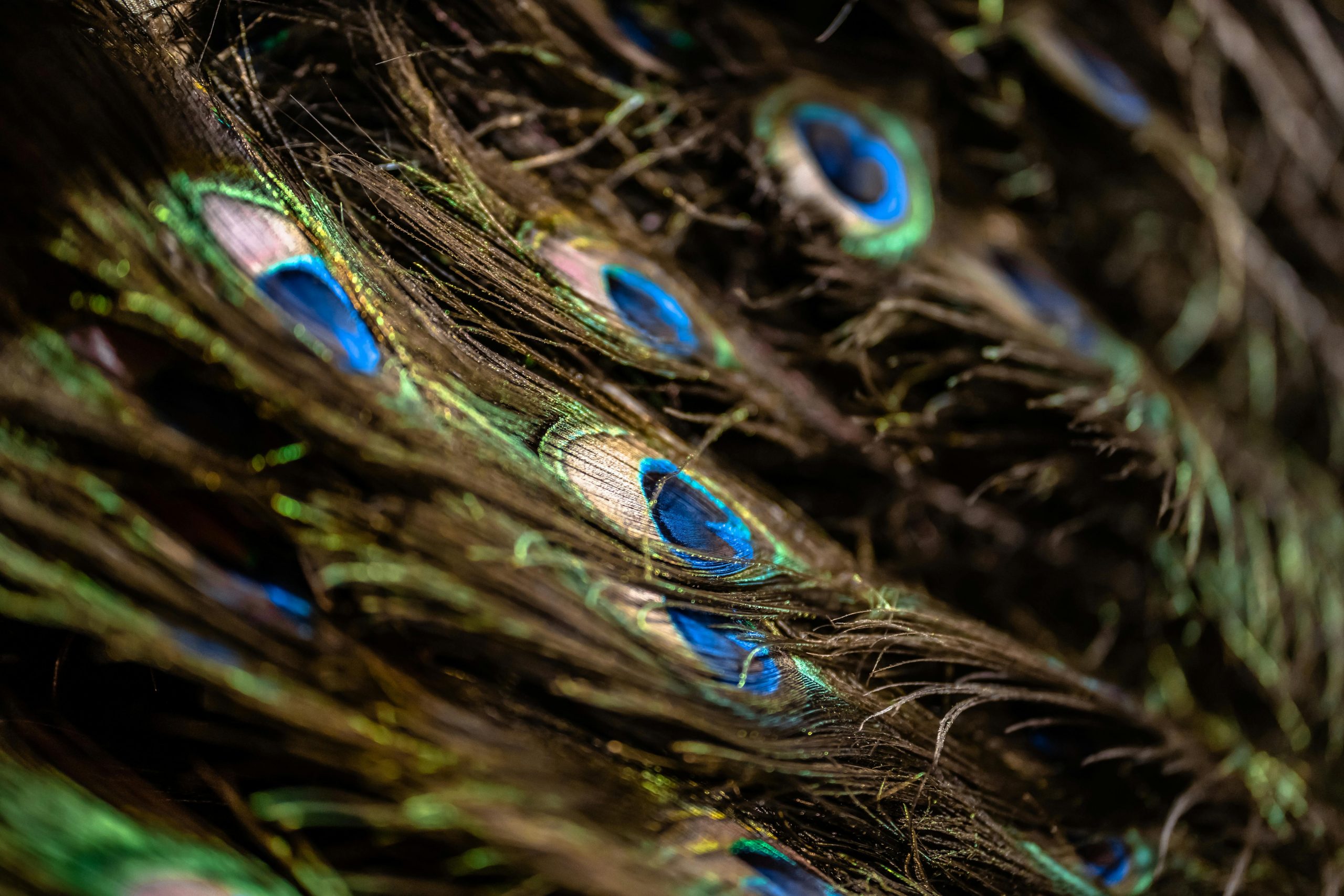 Descoperirea luminii laser în biomateriale ar putea ajuta la identificarea unor microstructuri regulate în cadrul acestora. sursa foto pexels.com