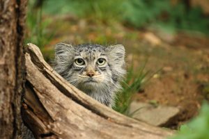 Pisica Pallas: una dintre cele mai vechi feline din lume, care își sprijină lăbuțele pe coadă pentru a le menține calde