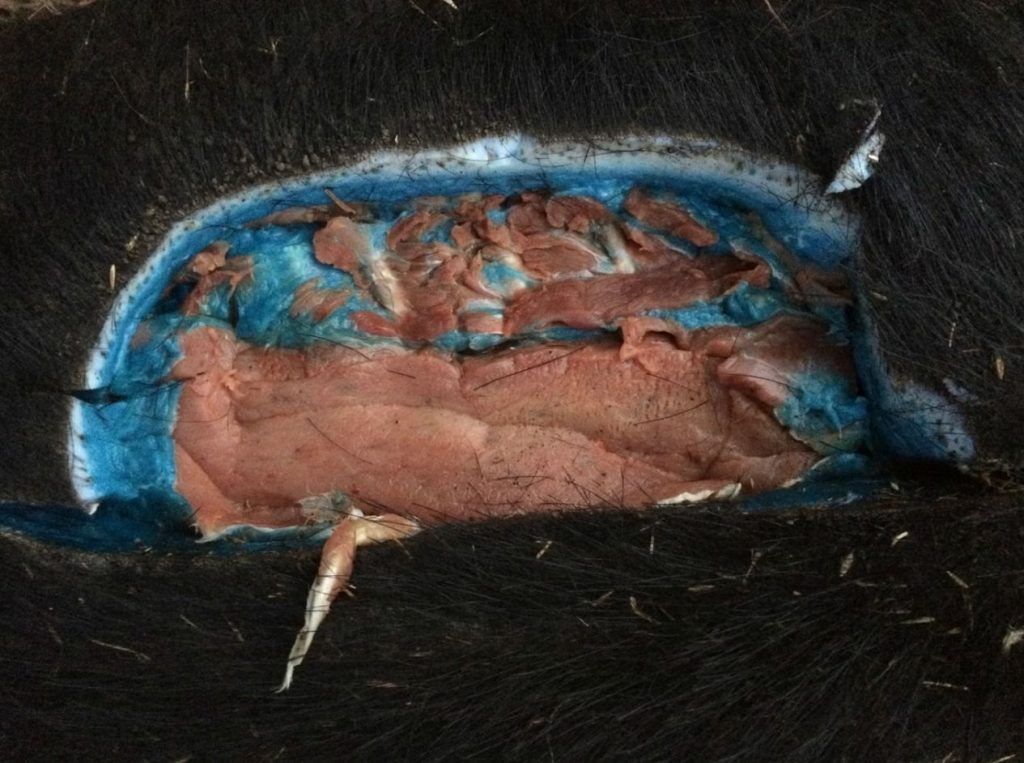 Nu este pentru prima oară când oamenii se confruntă cu piele albastră la porci. sursa foto GlendilTEK Imgur
