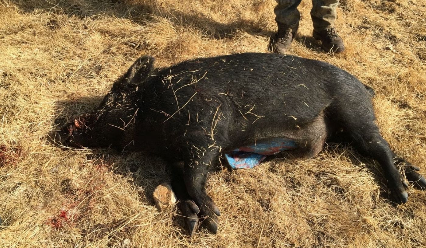 Porci sălbatici cu carne albastru aprins, din nou în California. sursa foto GlendilTEK Imgur