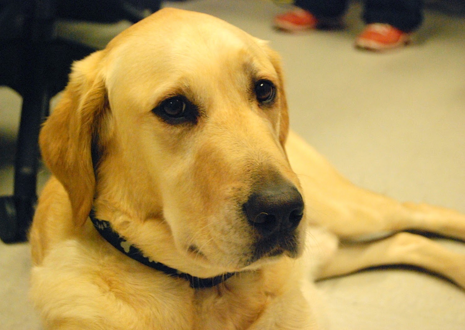 Zen, un golden retriever/labrador, a fost implicat în studiu. sursa foto Helen Berns