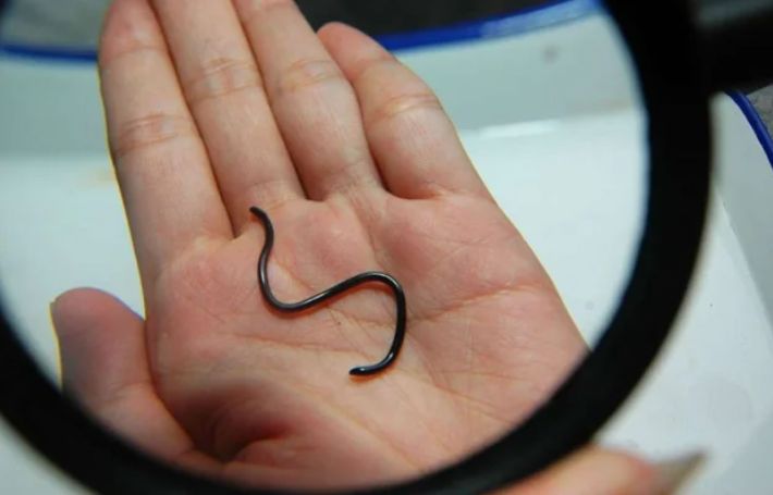 Cea mai mică specie de șarpe din lume a fost găsită după două decenii. Măsoară doar 10 cm