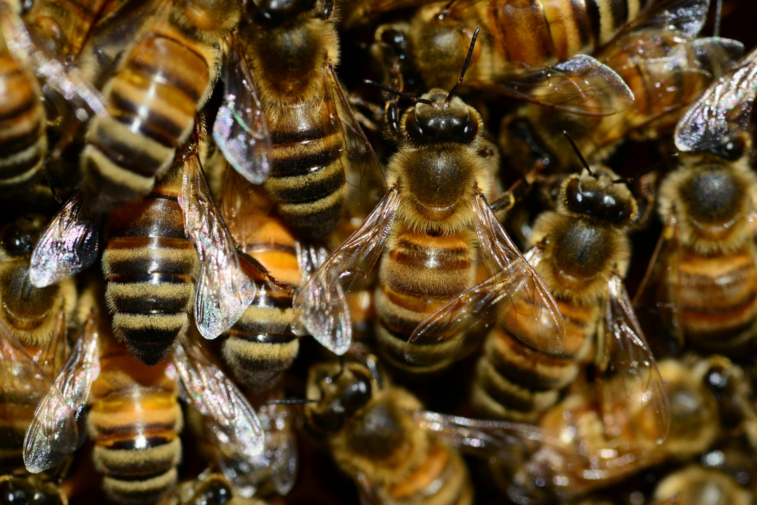 „Superalimentul” care ar putea salva albinele melifere. sursa foto pexels.com