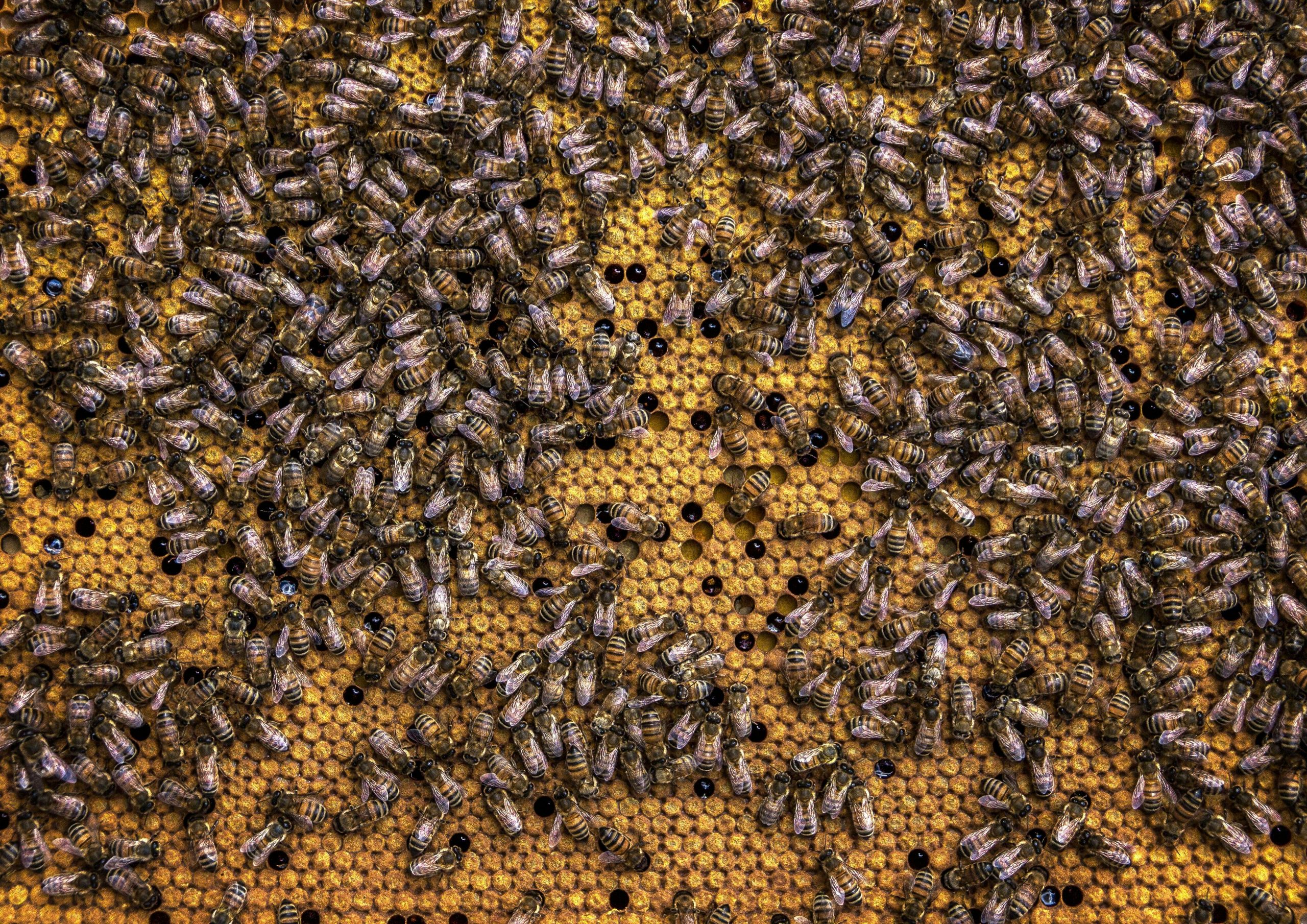 Cercetătorii au inventat o drojdie extrem de hrănitoare pentru albine. sursa foto pexels.com