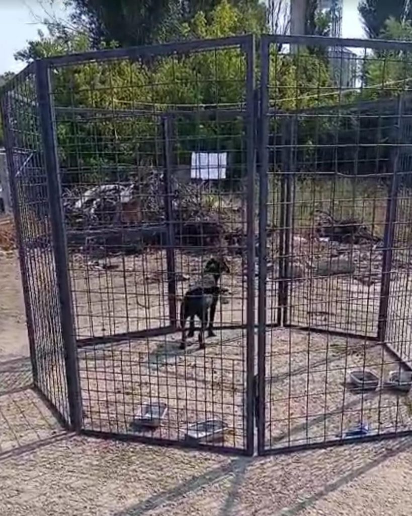 Țarcurile-capcană sunt construite direct de asociație. sursa foto Facebook ASPA București