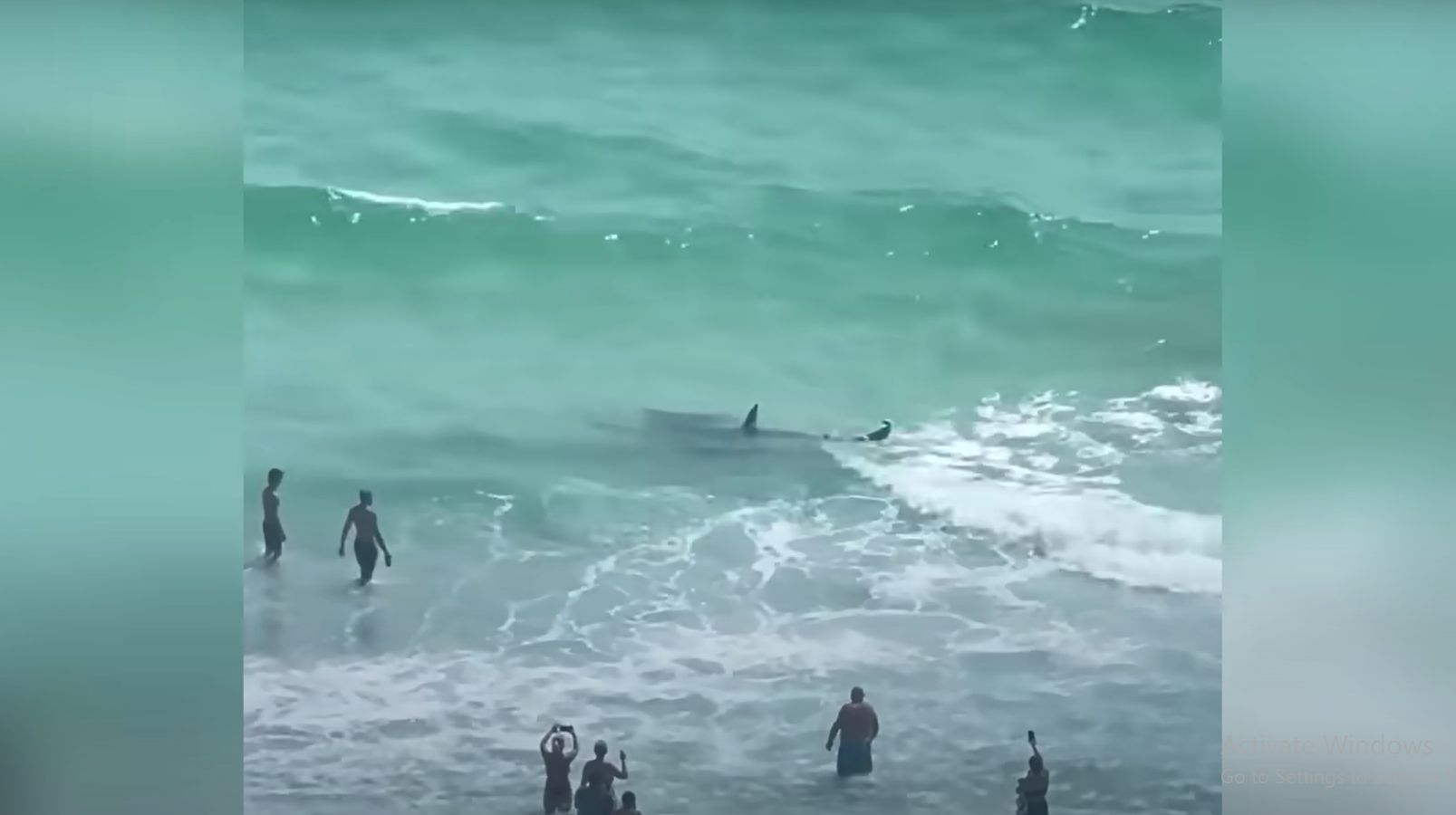 Un rechin se luptă cu o pisică de mare, sub privirile șocate ale turiștilor de pe plajă! Imagini VIDEO incredibile
