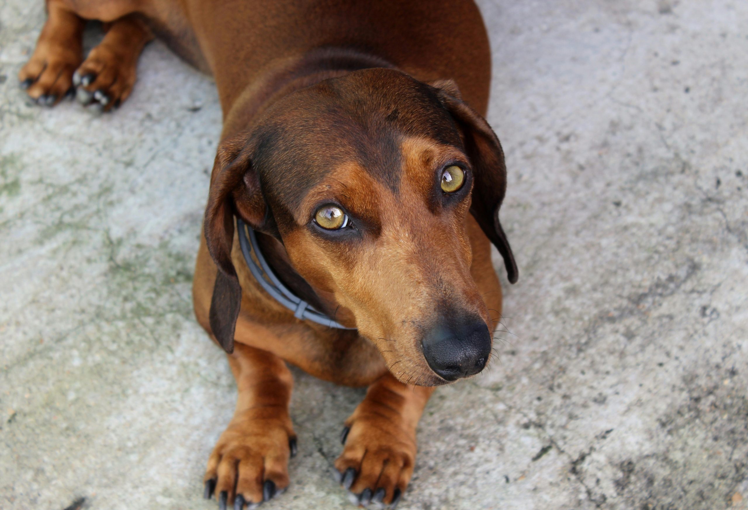 Un teckel examinează cu răbdare toate jucăriile din magazinul pentru animale! Imagini video adorabile. sursa foto pexels.com