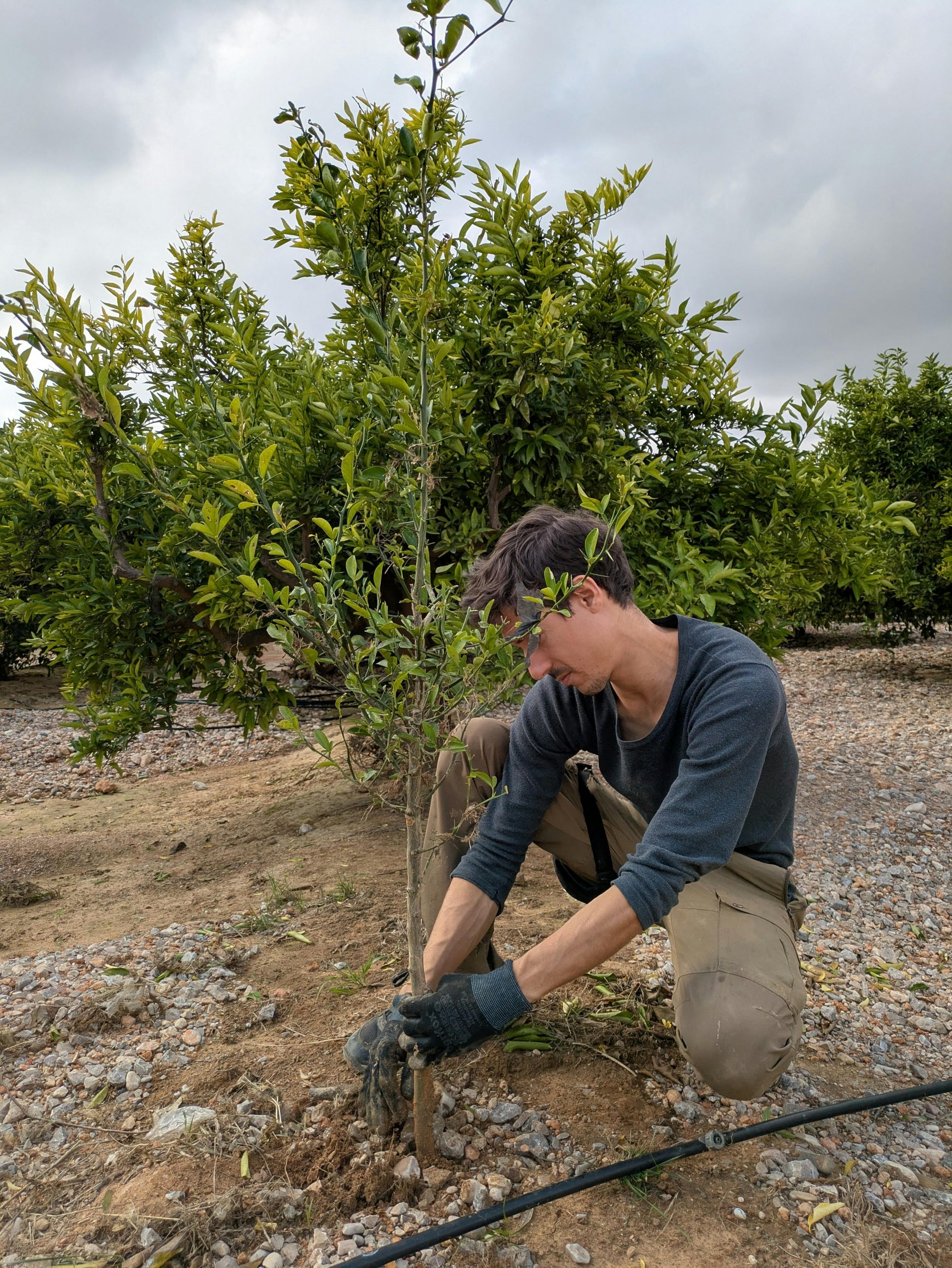 Carbonul din vegetație poate fi refăcut în ani sau decenii, atunci când presiunea scade și pădurile revin. sursa foto pexels.com