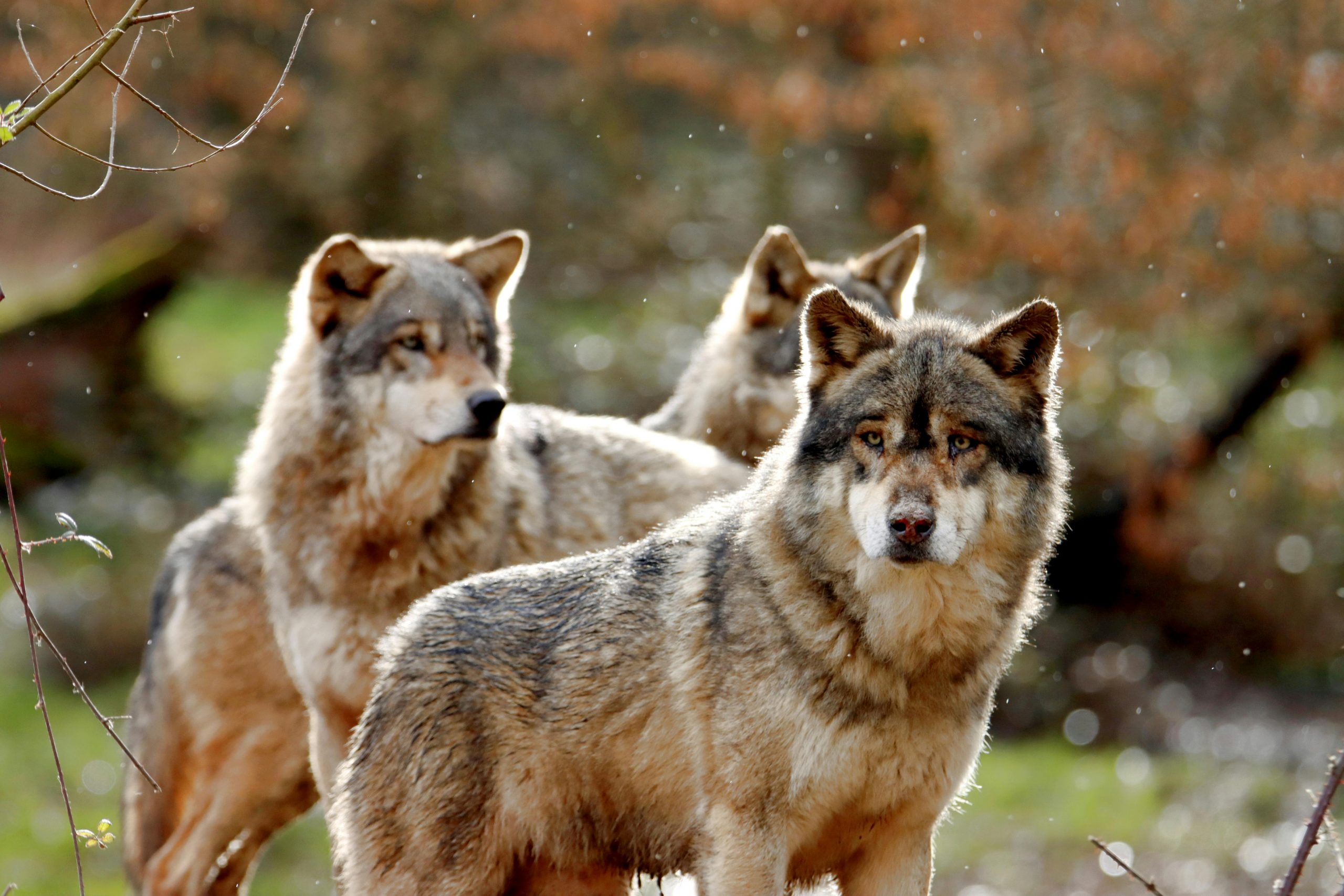 Vânarea lupilor pentru a proteja animalele domestice? sursa foto pexels.com