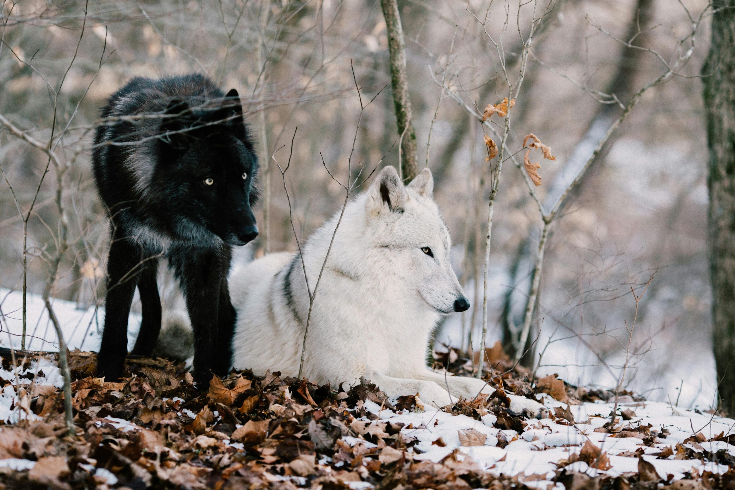 În medie, pentru fiecare lup vânat, pierderea de animale domestice scade cu doar 2%. sursa foto pexels.com