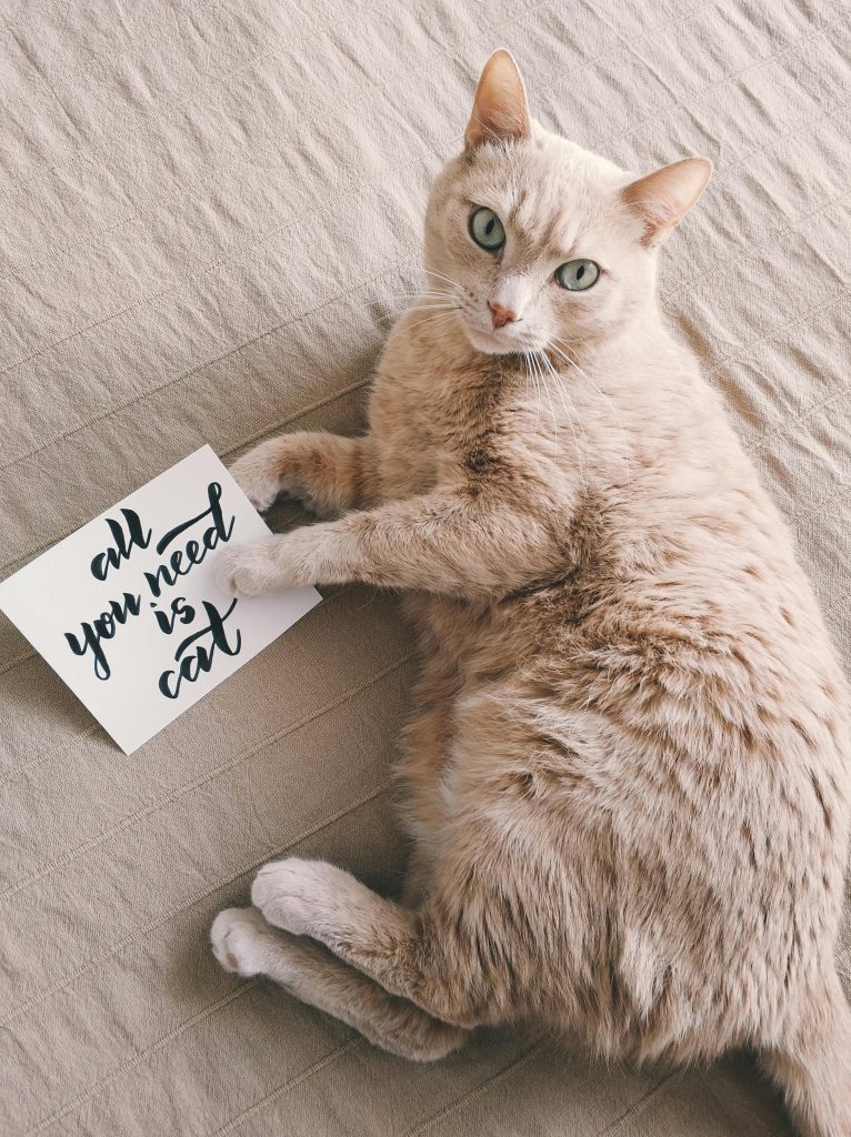 Românii sunt cei mai mari iubitori din UE ai felinelor. sursa foto pexels.com