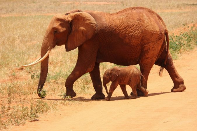 Ziua Mondială a Elefantului este pe 12 august. Iată 5 lucruri de știut despre cele mai mari animale terestre de pe planetă