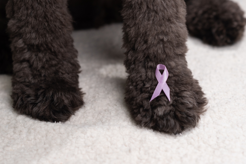 Limfomul la câini: simptome, tratament și speranța de viață în cazul cancerului limfatic