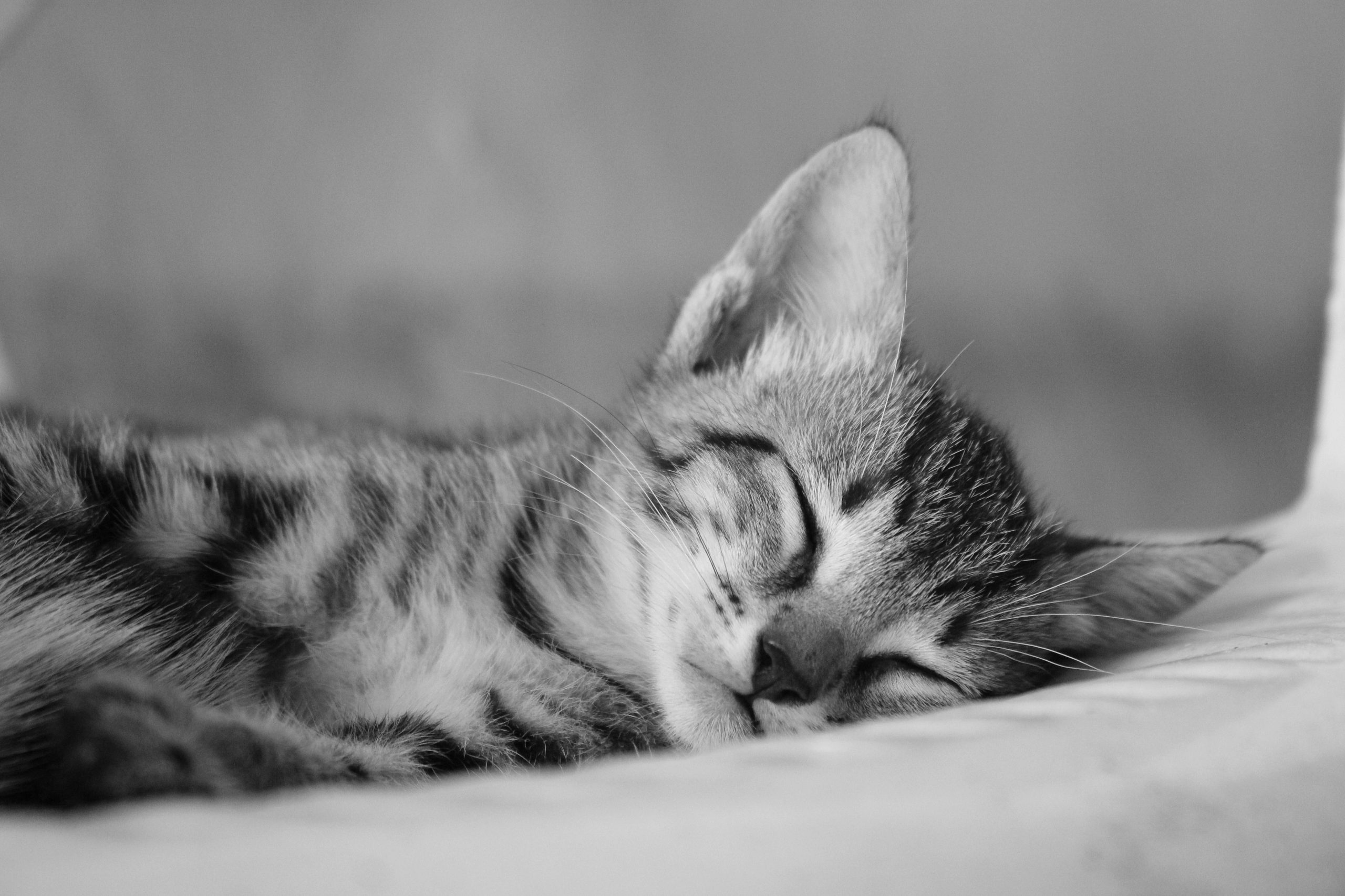 Pentru mulți iubitori de animale, nimic nu se compară cu sentimentul de a adormi lângă câinele sau pisica lor. sursa foto pexels.com