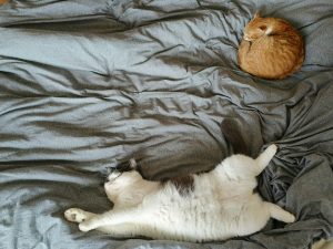 10 trăsături de personalitate ale oamenilor care dorm cu animalele de companie, potrivit psihologilor