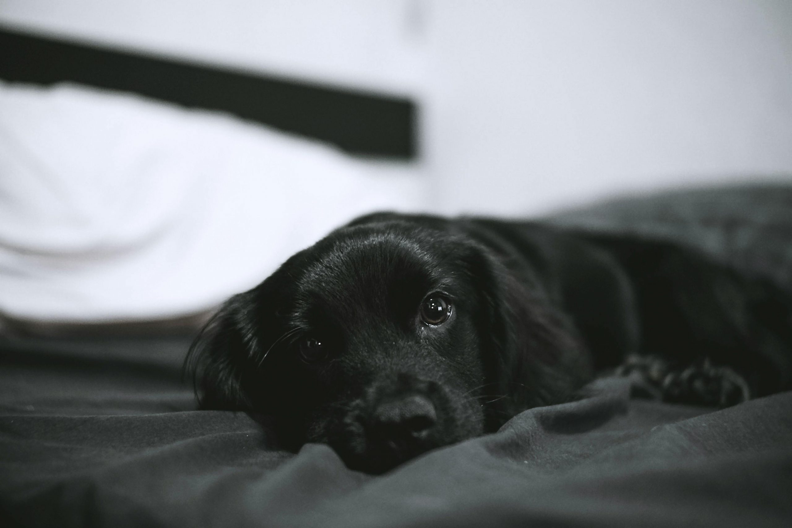 Nu este indicat să dormi cu animalul de companie dacă este agresiv. sursa foto pexels.com