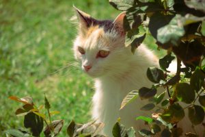 20 de sfaturi practice pentru a ajuta o pisică anxioasă