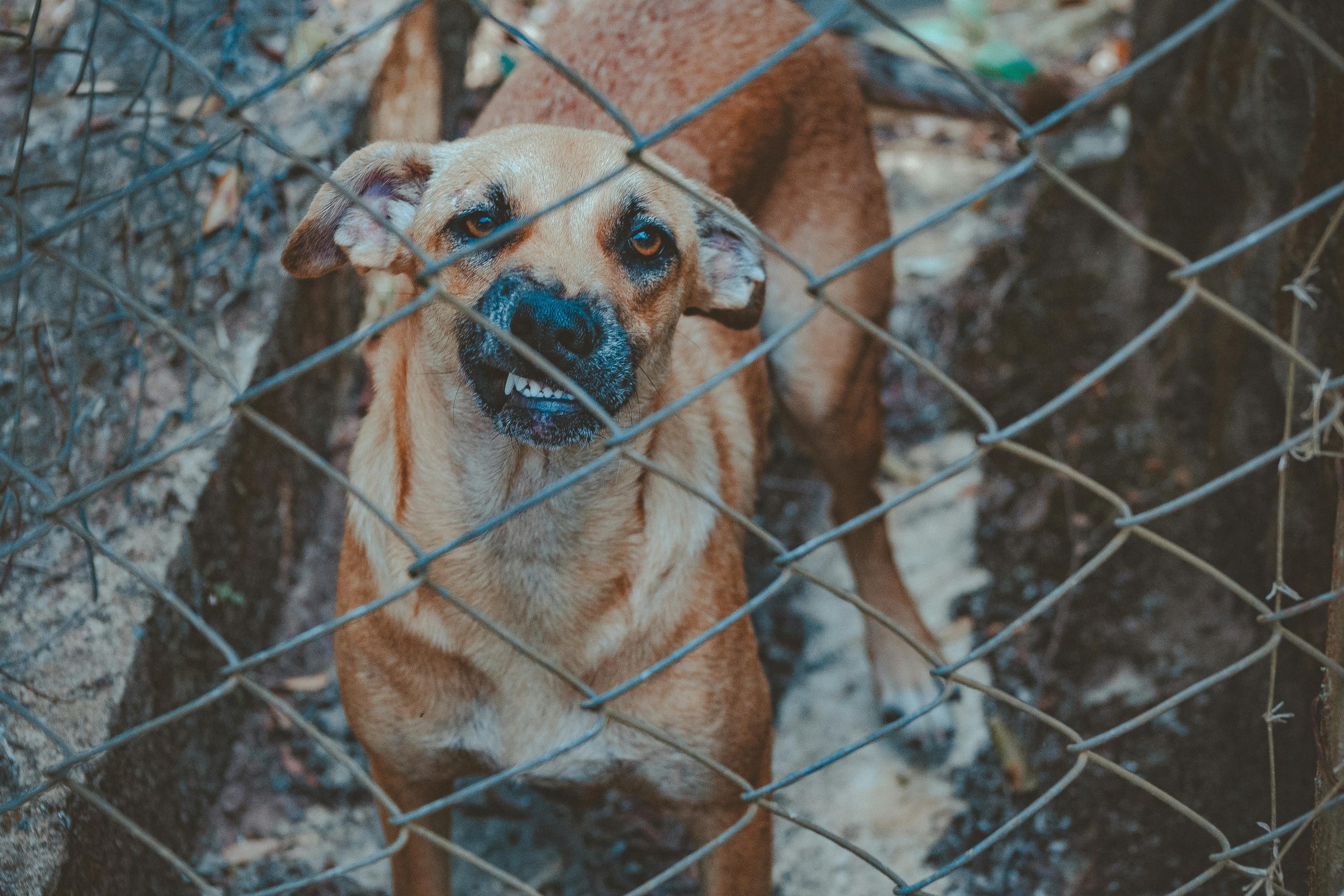 5 lucruri pe care ar trebui să le știm despre câinii agresivi și anxioși. sursa foto pexels.com