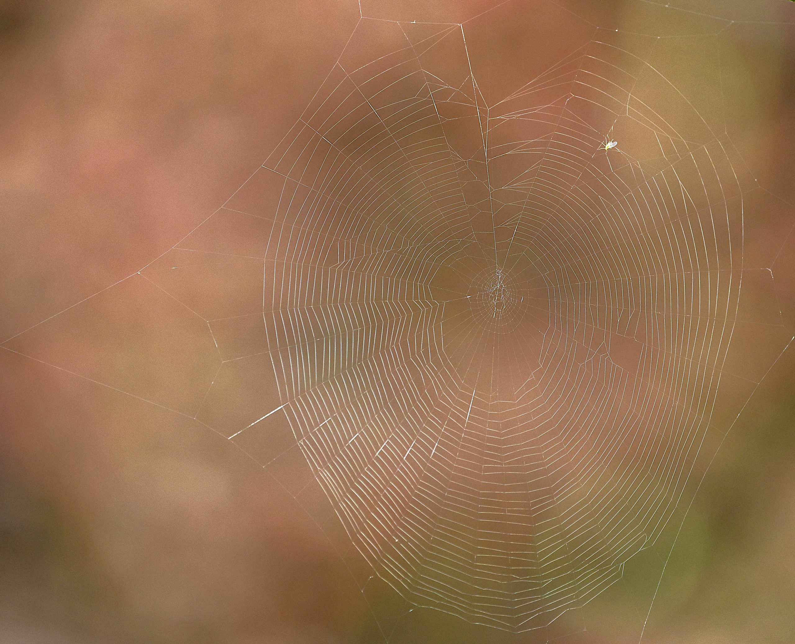 Uleiul de mentă sau de castan sălbatic respinge păianjenii cel mai bine. sursa foto pexels.com