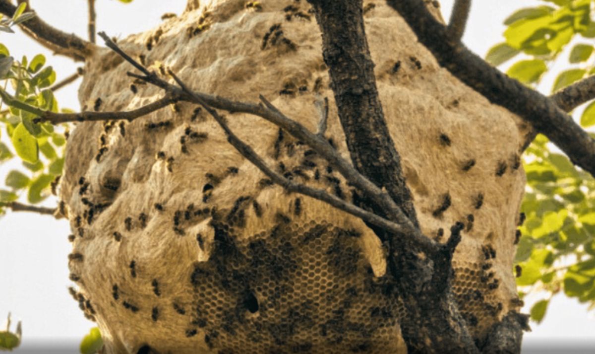 Viespile parazite din Europa amenință ecosistemele native din SUA. Cum acționează Bootanomyia dorsalis?