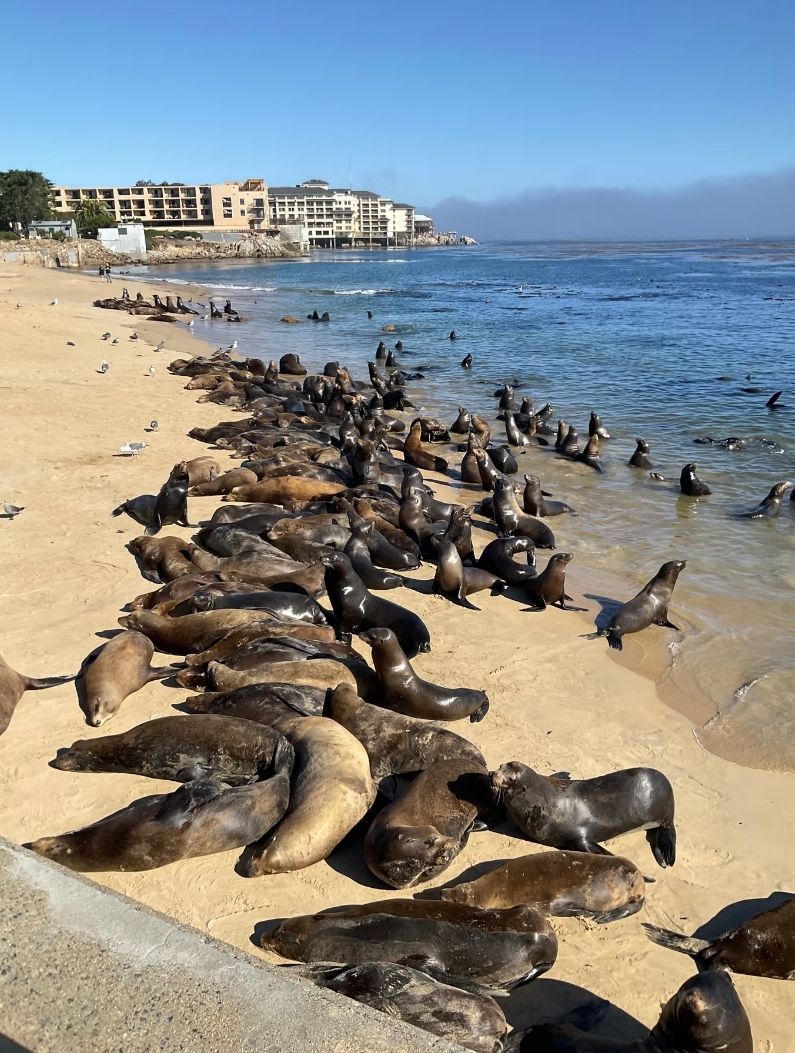 Potrivit purtătoarei de cuvânt a orașului, Laurie Huelga, aproximativ 60–70 de lei de mare ocupau joi plaja, în jurul orei 16:40. sursa foto City of Monterey