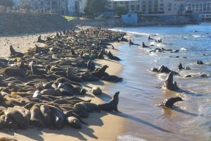 California a închis o plajă populară din cauza numărului ridicat de lei de mare care s-au adunat acolo