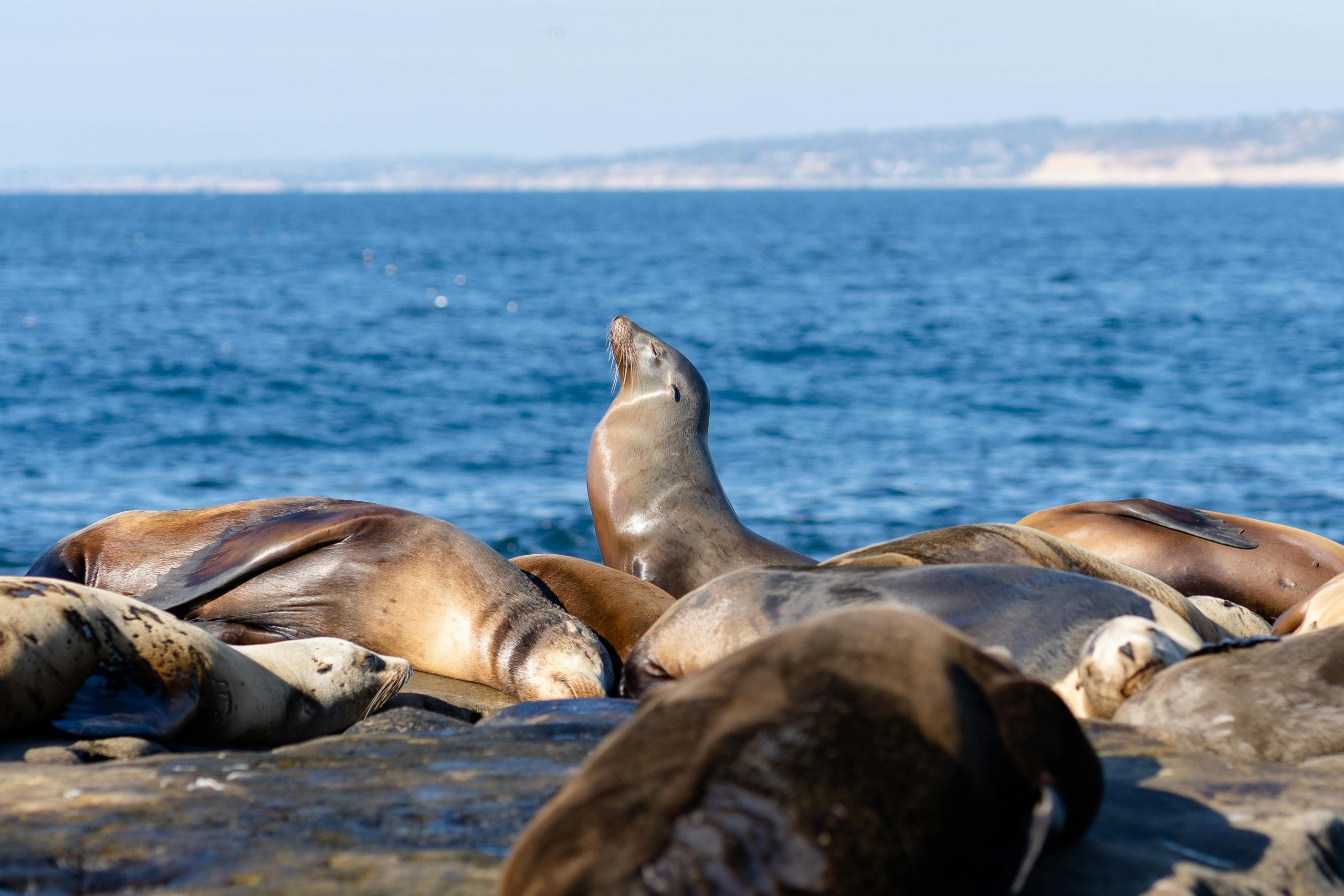 Care animal are cel mai bun auz? sursa foto pexels.com