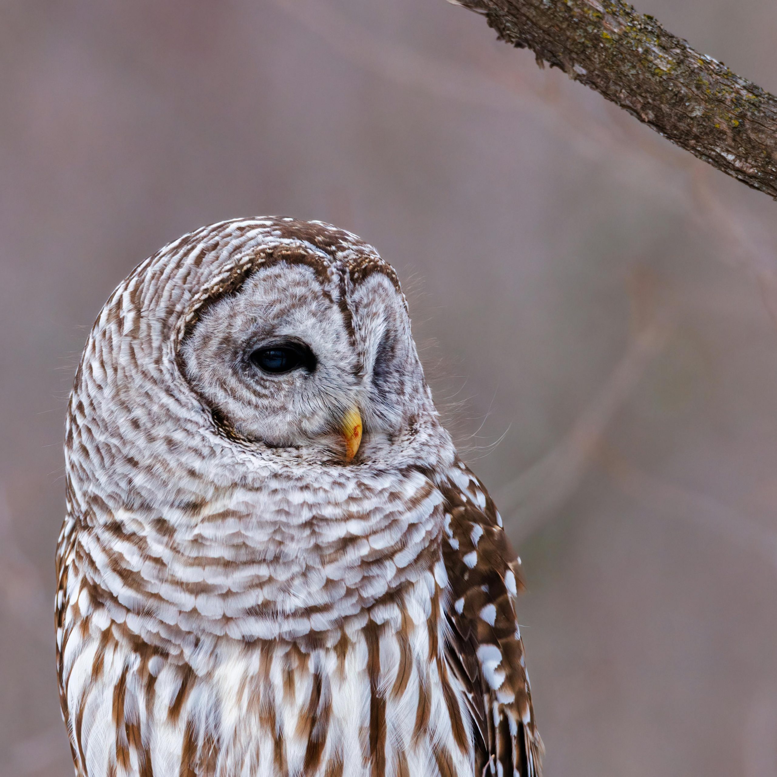 Bufnițele au un auz excelent, folosit noaptea la vânătoare. sursa foto pexels.com