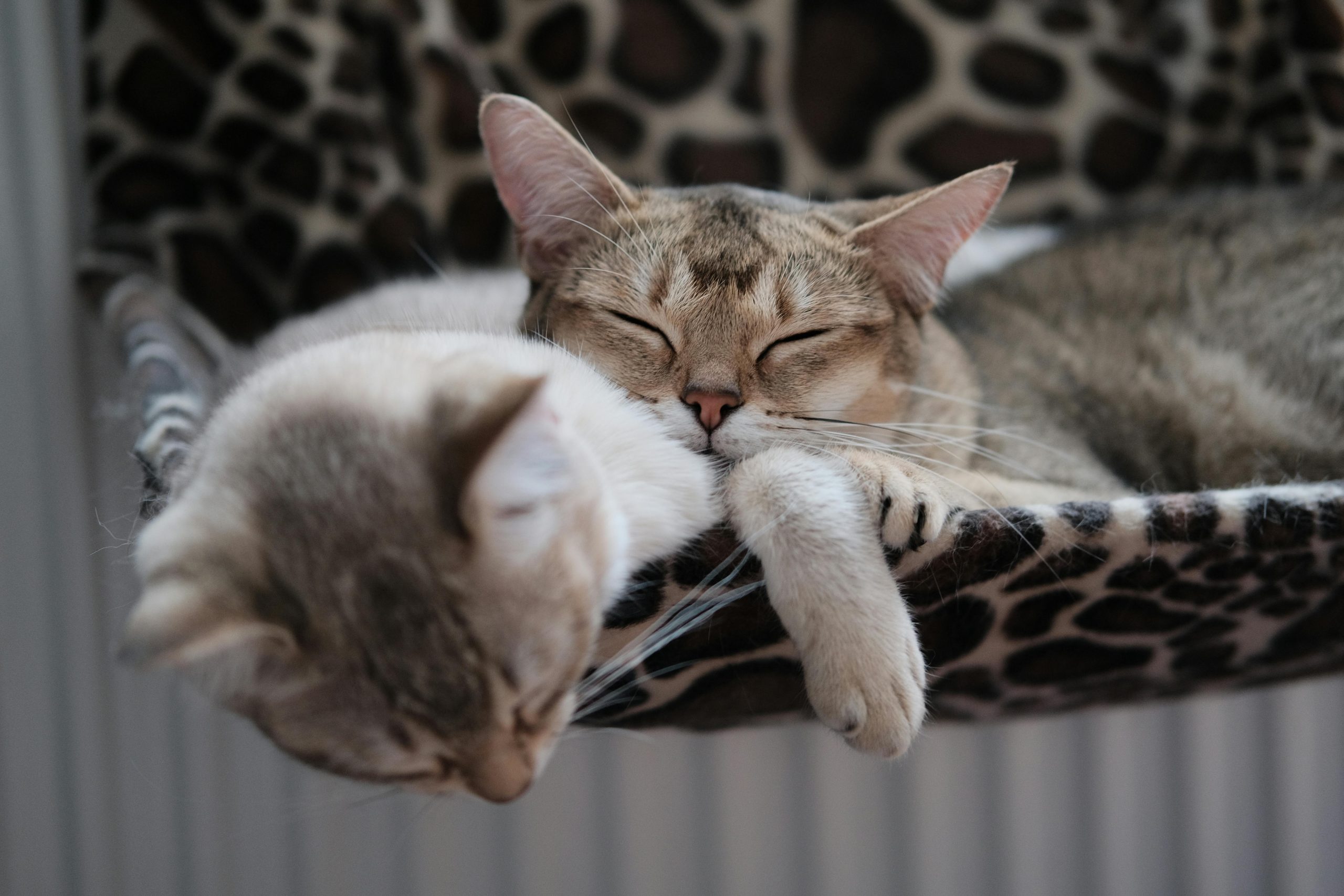 Prețurile pentru o asigurare veterinară pornesc de la95 de lei pe lună sau 325 de lei pe an. sursa foto pexels.com