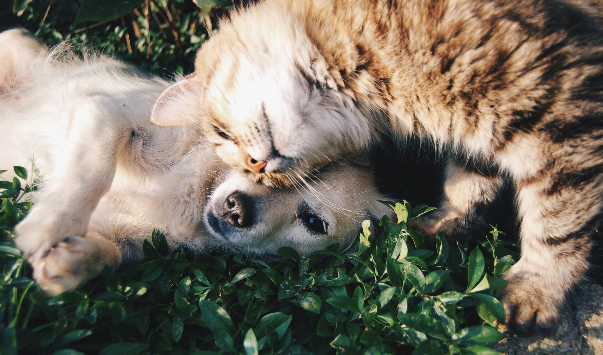 Ce servicii sunt incluse în prețul abonamentelor veterinare. sursa foto pexels.com