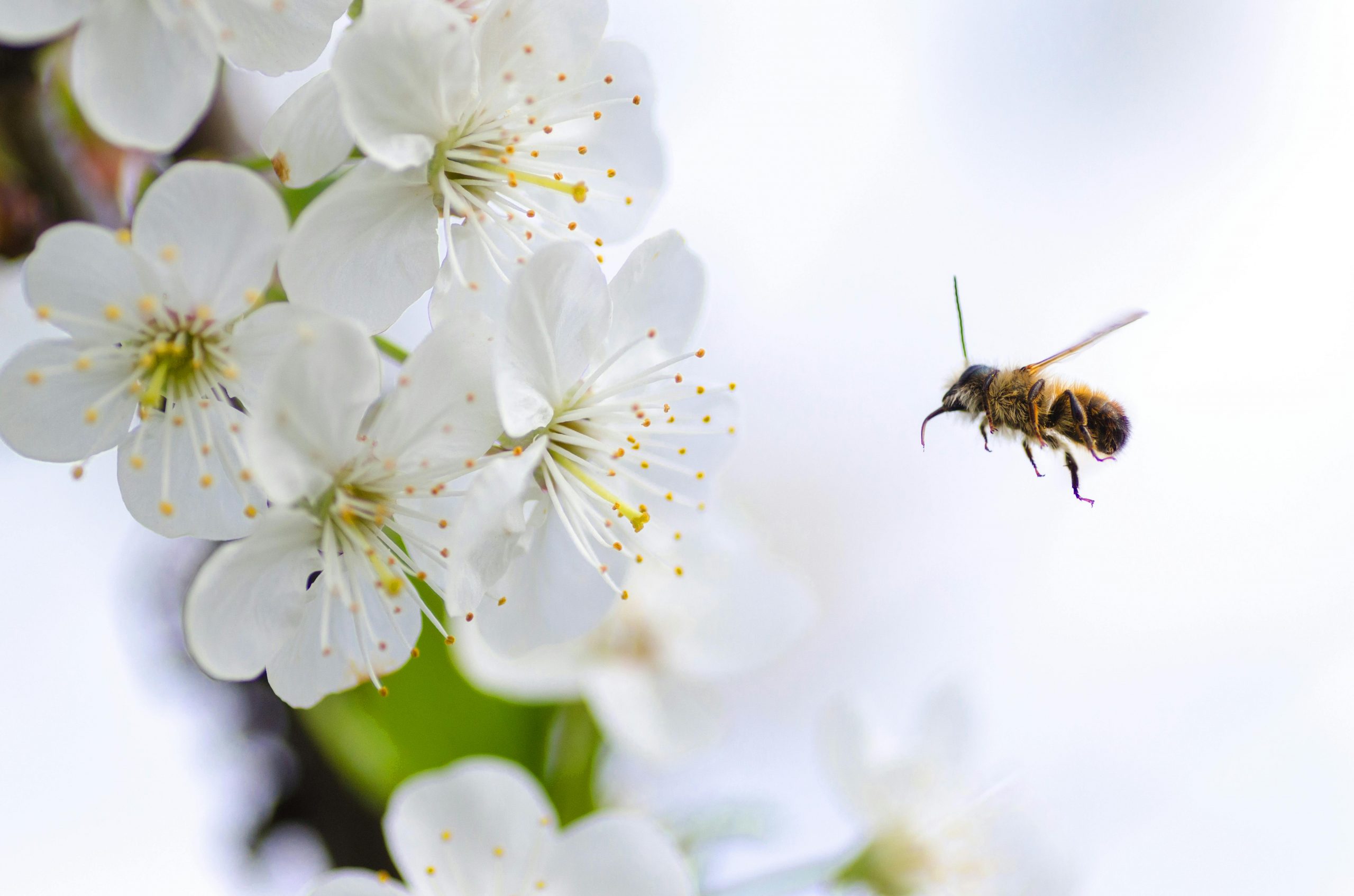 Albinele melifere (Apis mellifera) numără reperele de pe traseu în timp ce zboară spre florile bogate în nectar. sursa foto pexels.com