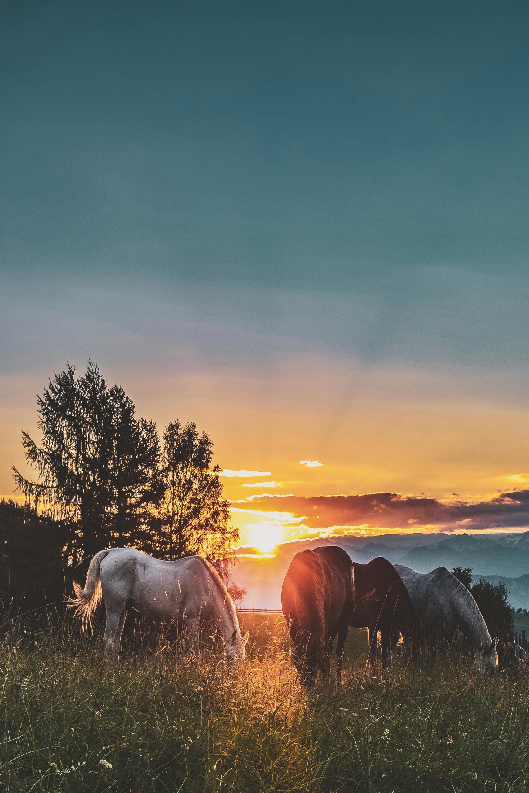 Linia DOM2 este strămoșul direct al tuturor cailor domestici moderni. sursa foto pexels.com