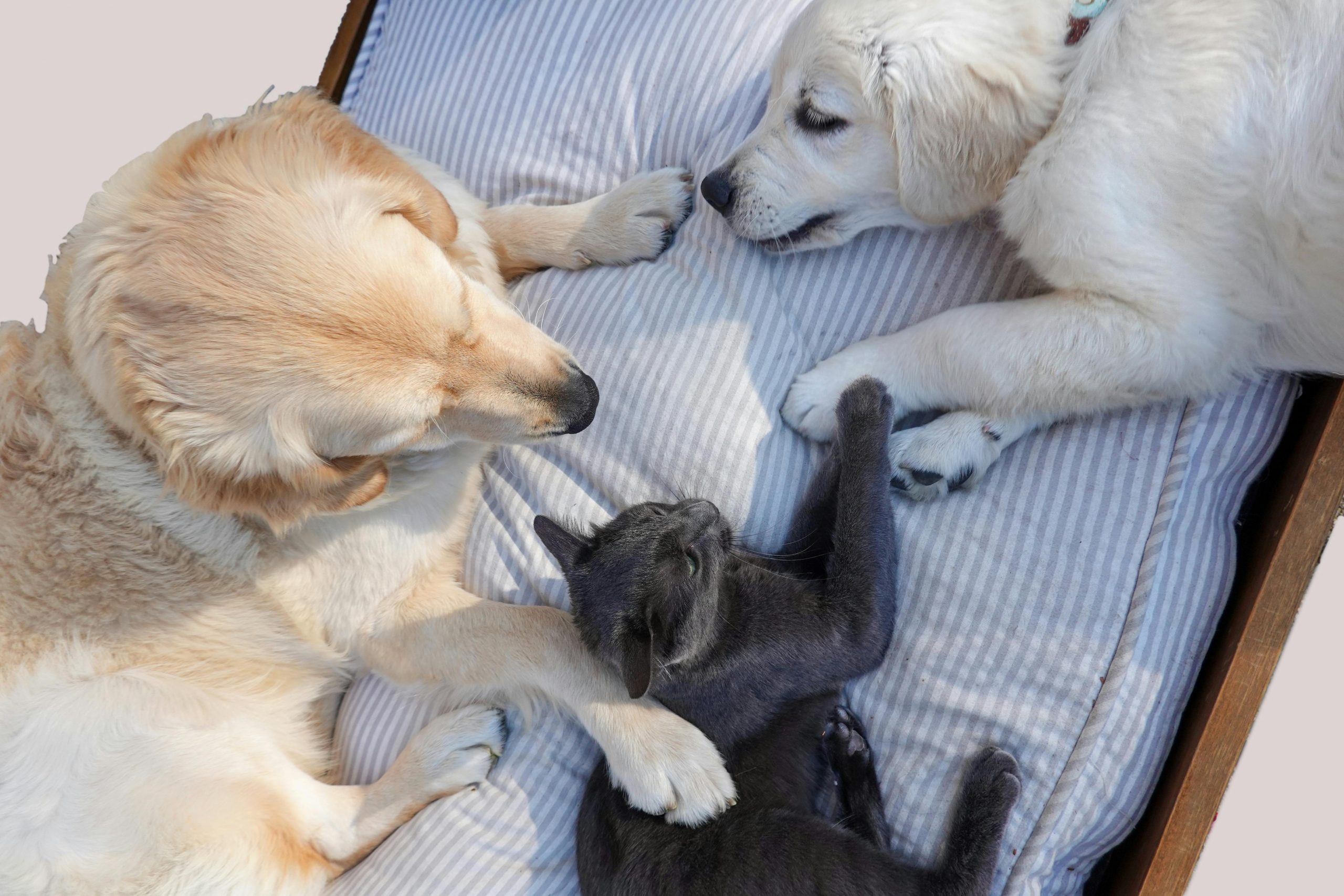 Cele mai populare nume de animale de companie în 2025. sursa foto pexels.com