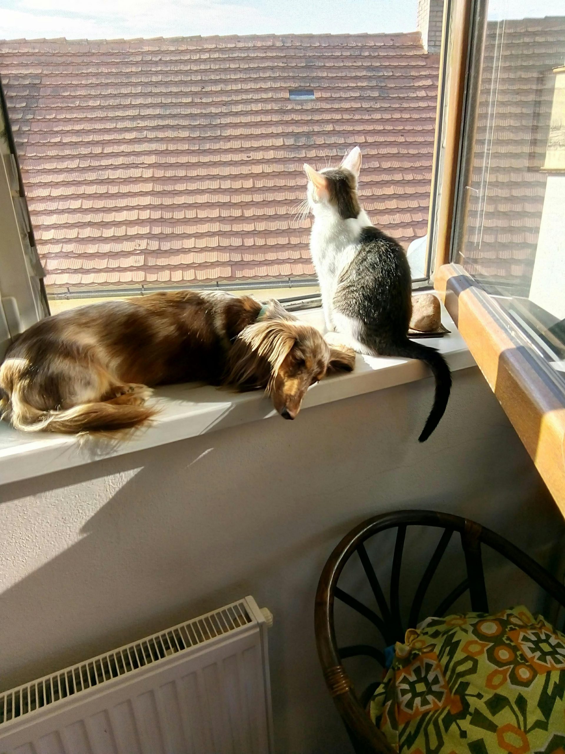 Cel mai popular nume de animal de companie: Luna – după ce în 2023 era doar în top 5, acum ocupă locul 1. sursa foto pexels.com