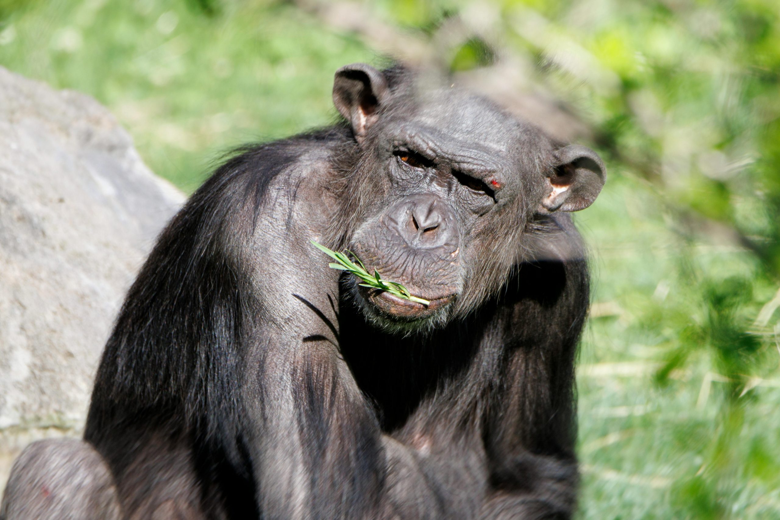 Nu este prima dată când obiceiurile „alcoolice” ale cimpanzeilor sunt documentate. sursa foto pexels.com