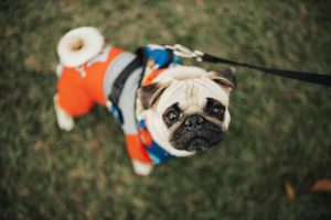 Cluj-Napoca, primul oraș din România cu un regulament clar pentru accesul animalelor de companie în instituțiile publice