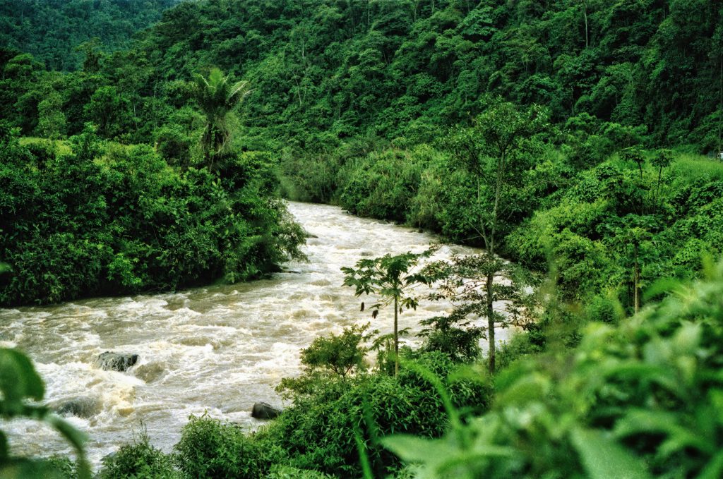 Copacii din pădurea amazoniană rezistă schimbărilor climatice îngrășându-se datorită CO₂ din atmosferă. sursa foto pexels.com