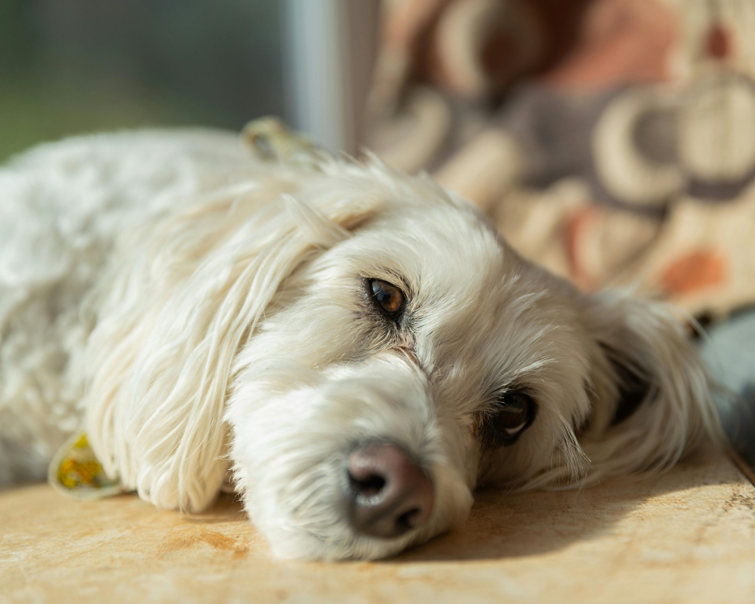 Cum ajuți un câine anxios? sursa foto pexels.com
