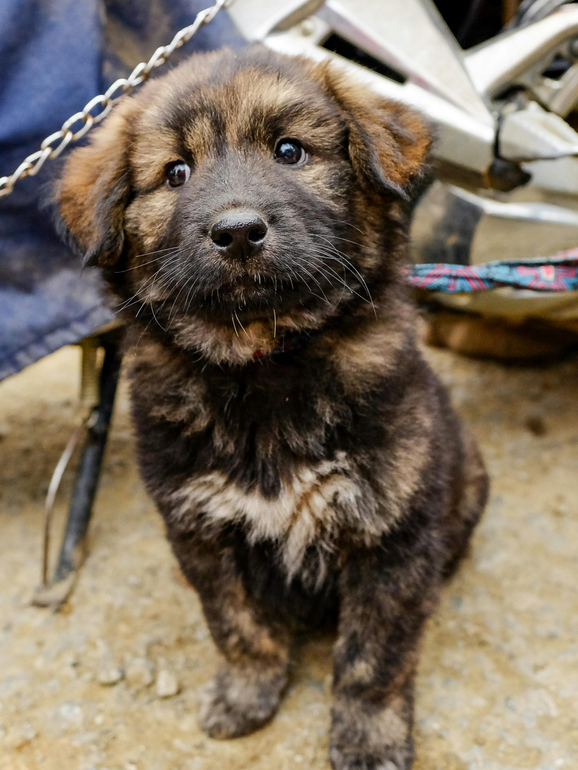 Scapă de anxietatea câinelui tău cu ajutorul unui specialist. sursa foto pexels.com