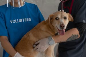 Cum îți calmezi câinele la veterinar. 3 sfaturi de la un expert