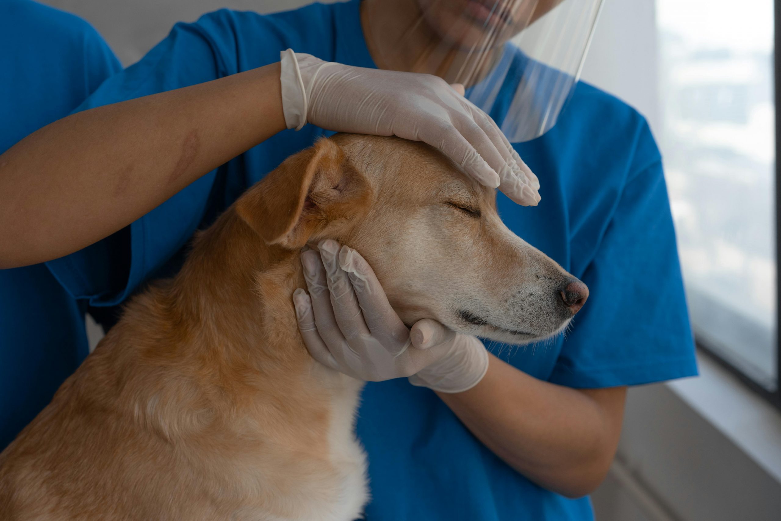 Cum îți dai seama că petrupedul tău este stresat la veterinar. sursa foto pexels.com
