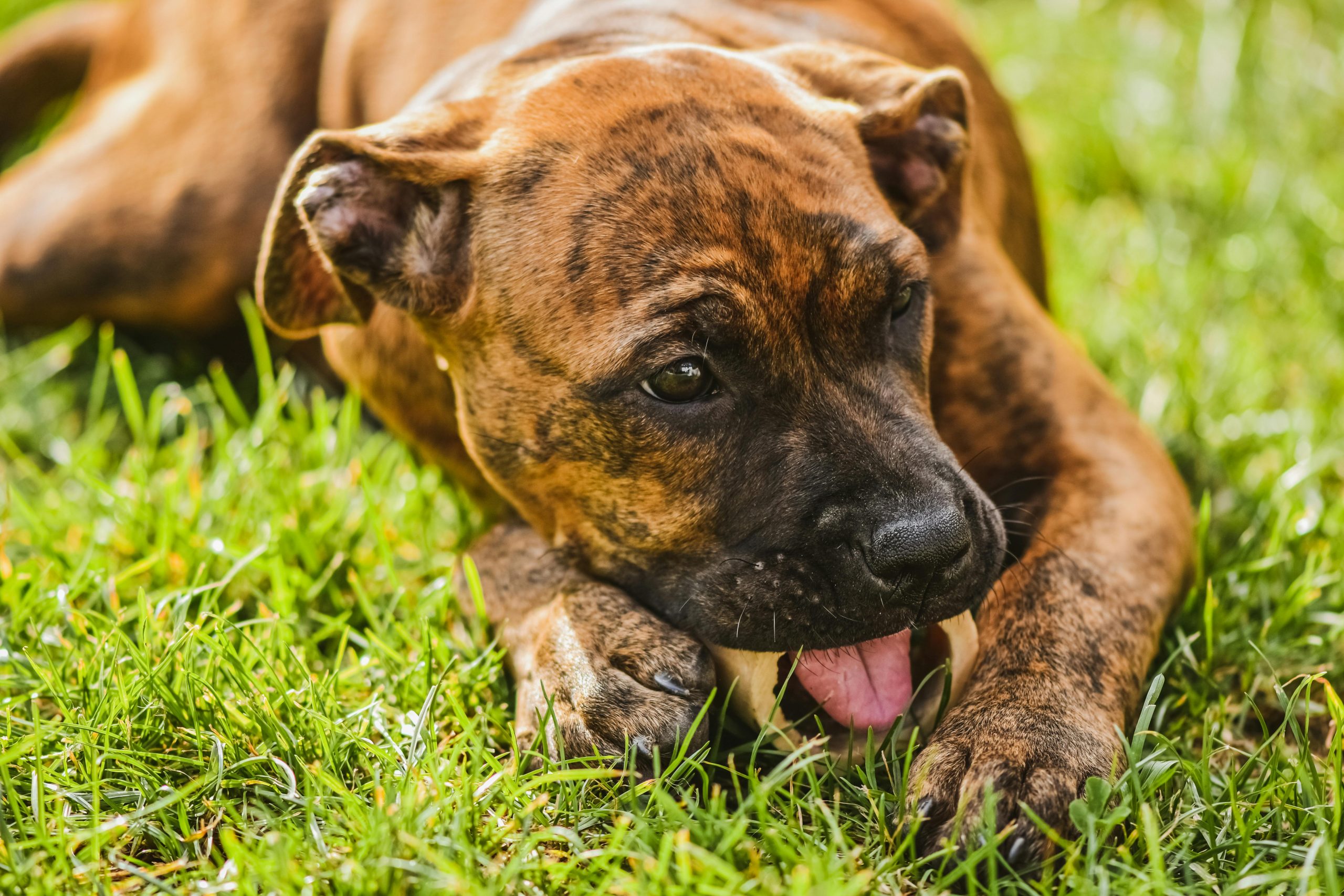 Există multe teorii despre motivul pentru care fac asta, unele fiind chiar „băbești”. sursa foto pexels.com