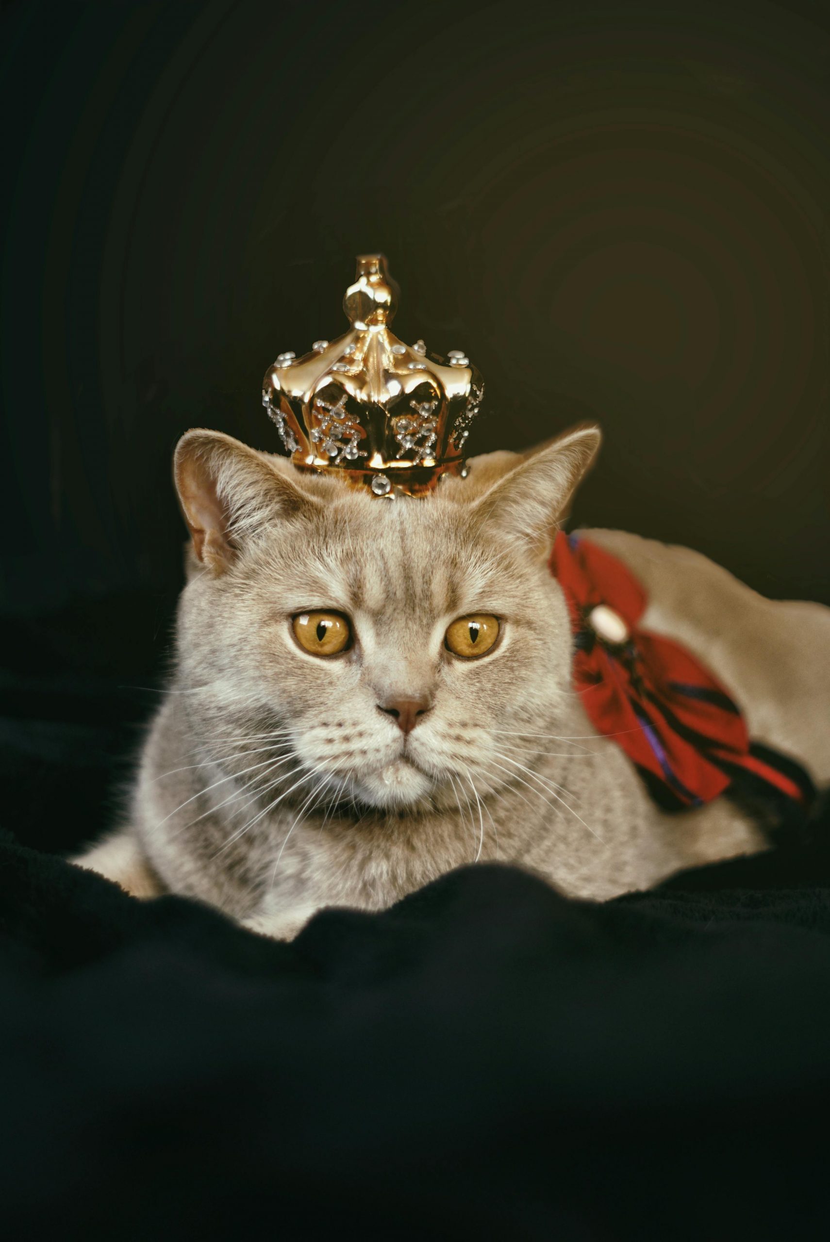 Pisicile rămân independente și nu au același comportament de supunere ca un câine, care de obicei răspunde imediat la chemare. sursa foto pexels.com