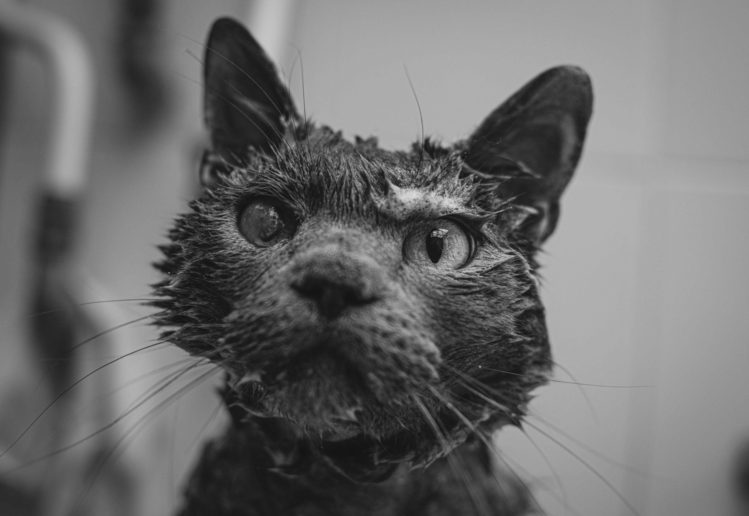 Experții spun că ar putea exista câteva indicii în biologia și istoria lor evolutivă, dar și în experiențele lor din perioada de creștere. sursa foto pexels.com