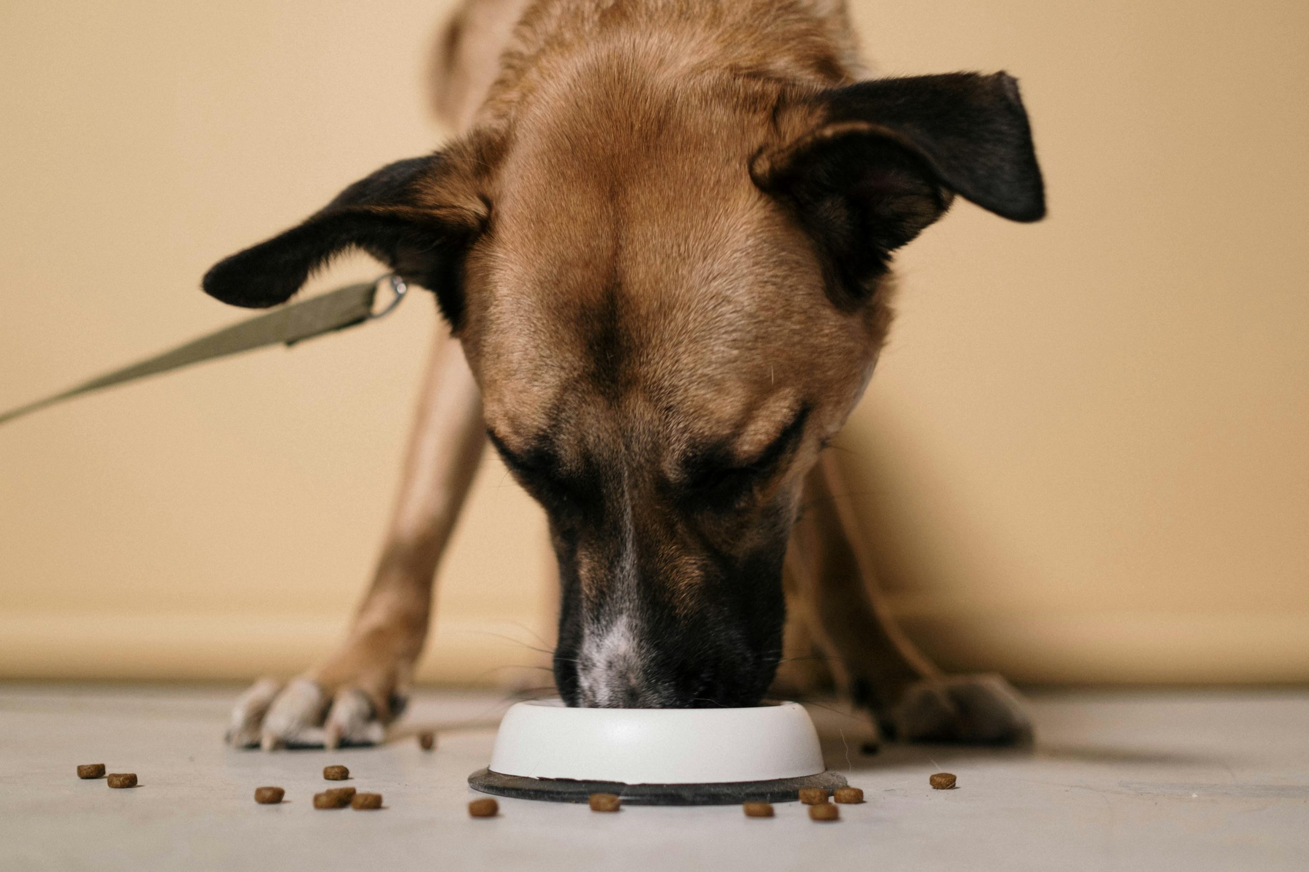 Dietă carnivoră sau vegană pentru câine. sursa foto pexels.com