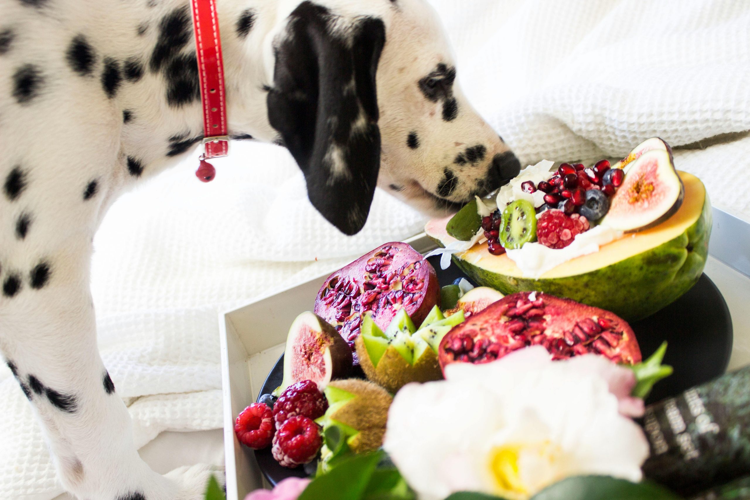 Hrana uscată pe bază de plante, vândută în Marea Britanie, poate furniza o nutriție comparabilă cu produsele pe bază de carne. sursa foto pexels.com