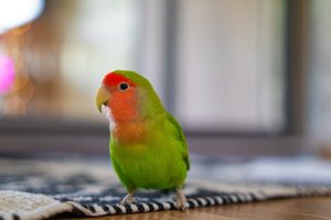 Există animale stângace sau dreptace? Ce spune știința
