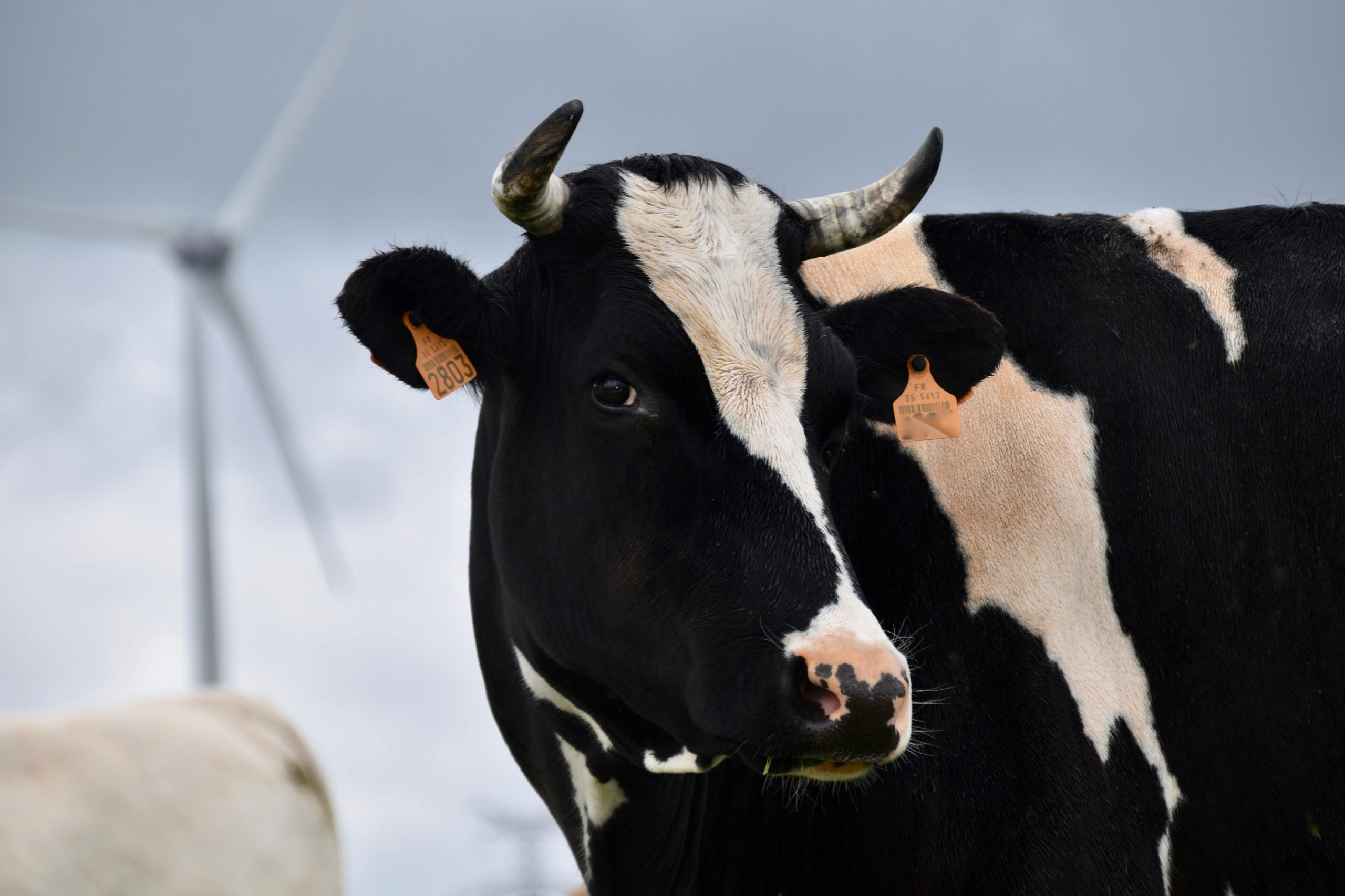 Din nefericire, animalul suferind a fost eutanasiat. sursa foto pexels.com
