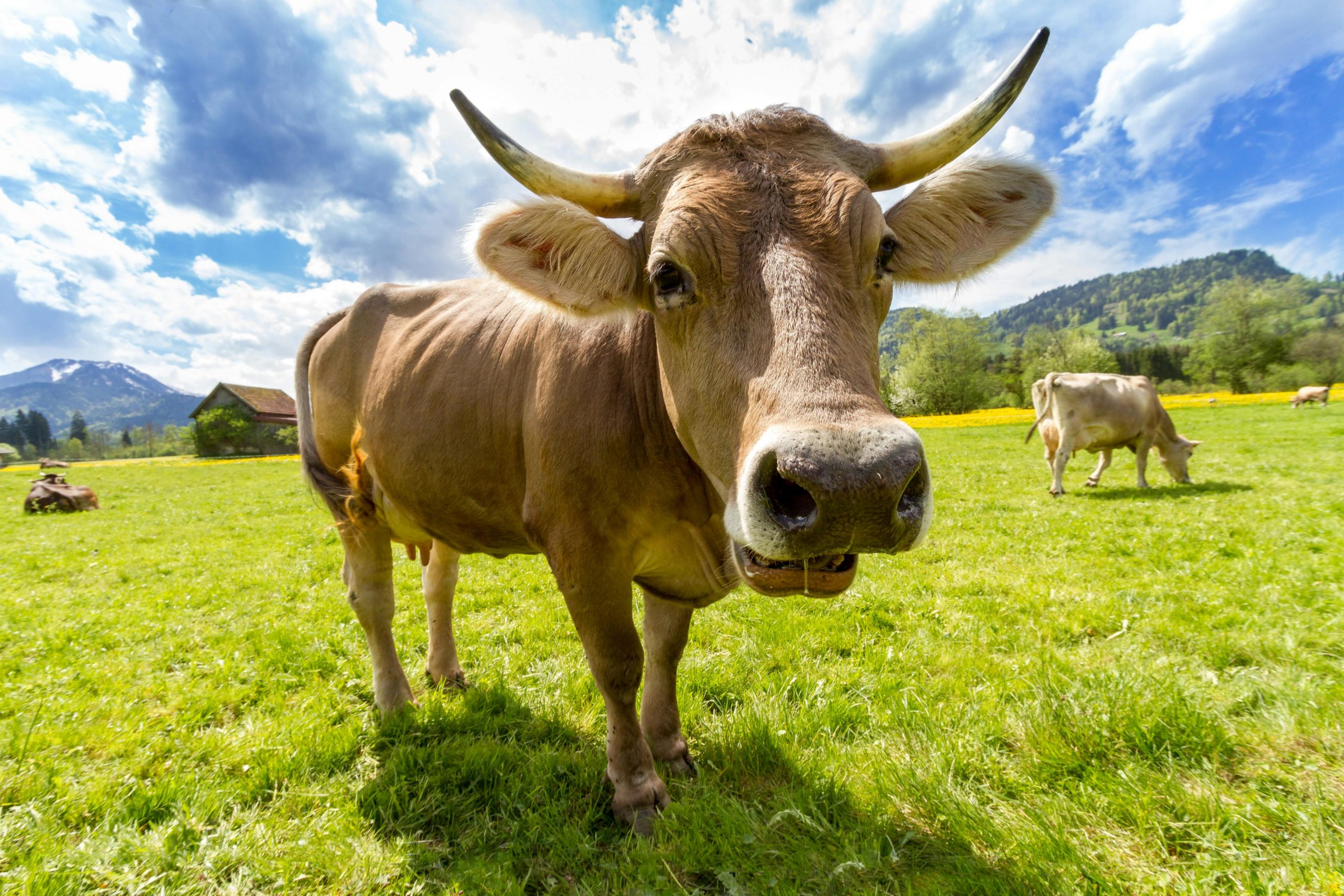 Coarnele unei vaci au crescut în ochiul ei. sursa foto pexels.com