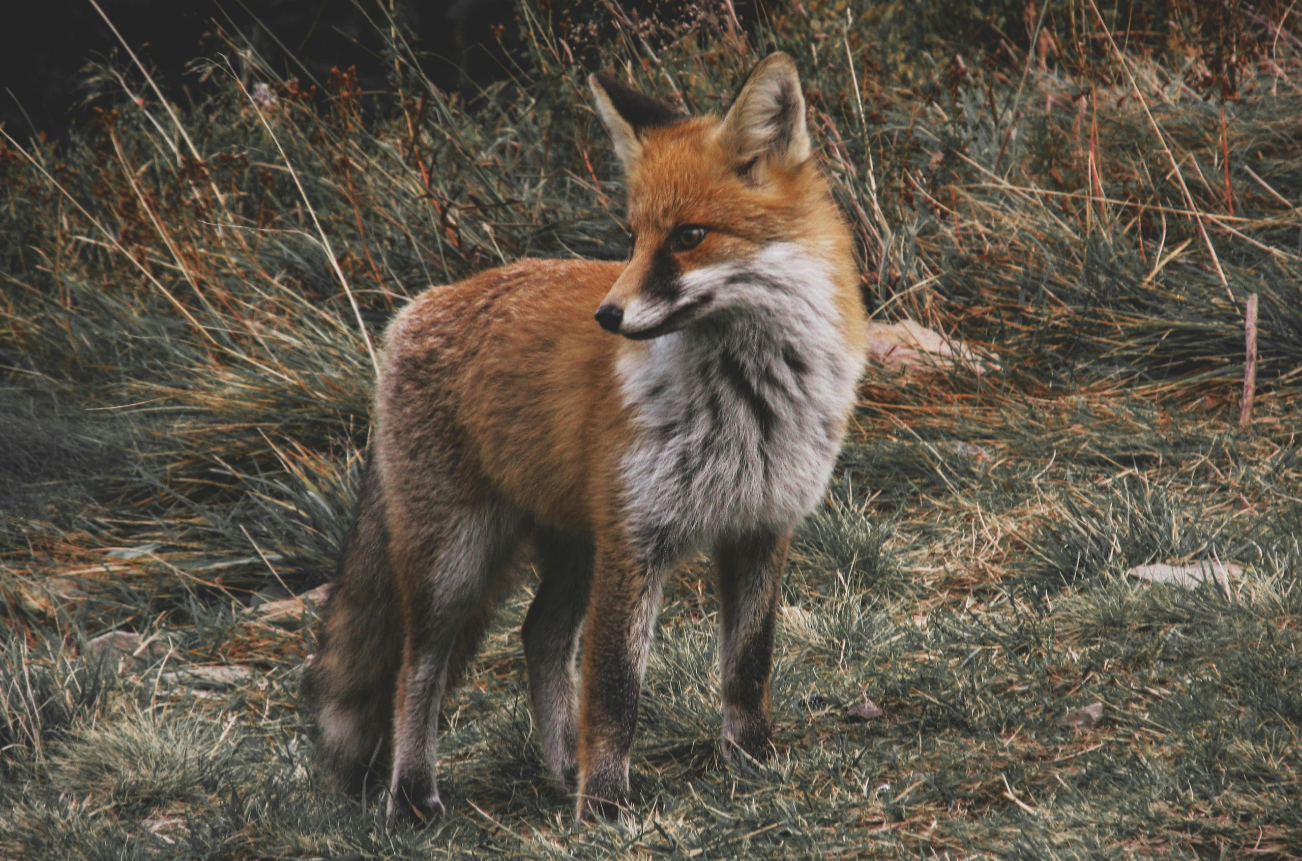 Focar de rabie confirmat la Satu Mare. sursa foto pexels.com